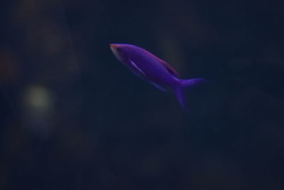 Close-up of purple flower