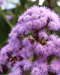 Close-up of fresh purple flowers