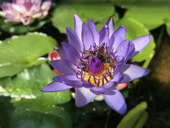 Close-up of insect on purple flower