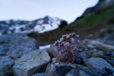 Close-up of flowering plant on rock