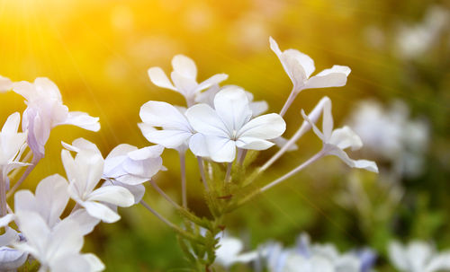 Close-up of white flowering plant