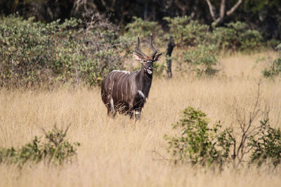 Kudu standing on grassy field in forest