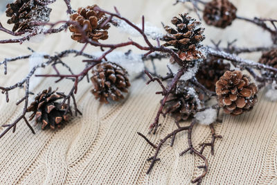 Close-up of dried plant on snow