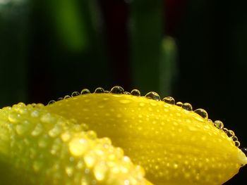 Close-up of water drops on fruit