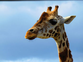 Close-up of giraffe against sky