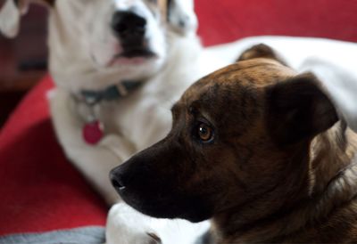 Close-up of dog at home