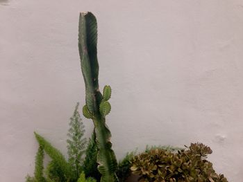 Close-up of cactus plant