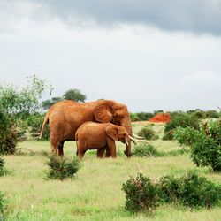 Cows grazing on grassy field
