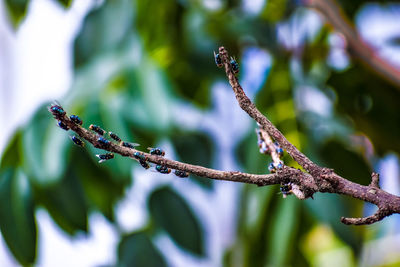 Close-up of a tree