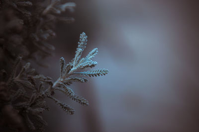 Close-up of frozen plant