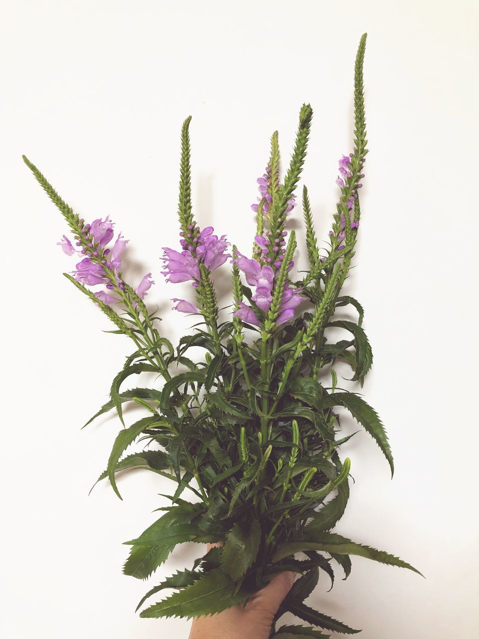 plant, white background, growth, studio shot, flower, beauty in nature, leaf, freshness, indoors, plant part, flowering plant, green color, close-up, nature, fragility, vulnerability, purple, no people, herb, cut out, flower head