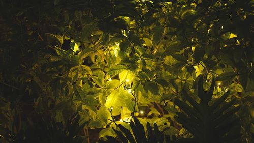 Close-up of yellow flower tree