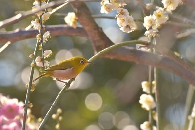 Close-up of bird perching on branch