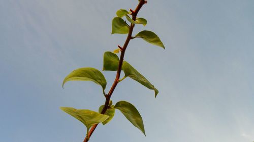 Low angle view of plant against clear sky