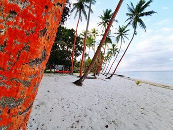 Palm trees on beach against sky