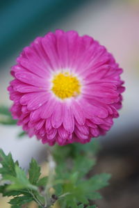 Close-up of pink flower