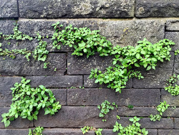 Close-up of ivy growing on brick wall