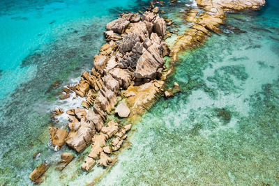 High angle view of lizard on rock in sea