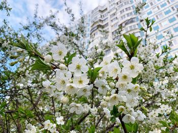 Low angle view of cherry blossom tree