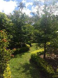 Trees growing in park