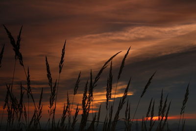 Silhouette plants growing on field against sky during sunset