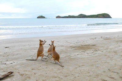 View of dog on beach