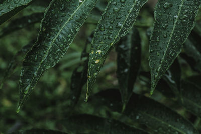 Close-up of raindrops on leaves during rainy season