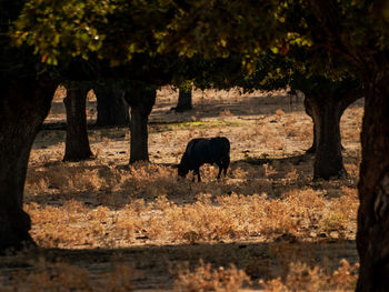 Horses walking in a field