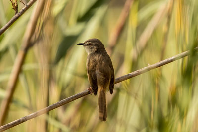 Close-up of bird perching on branch