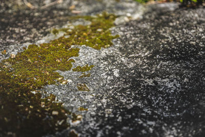 High angle view of moss on rock