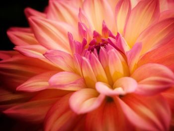 Close-up of flower blooming outdoors