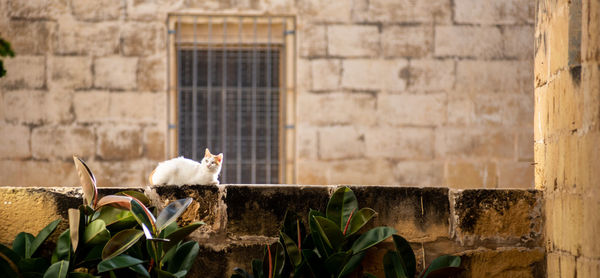 Cat on retaining wall