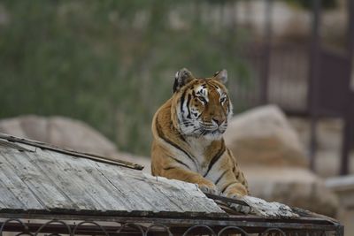 Close-up of plant against blurred background