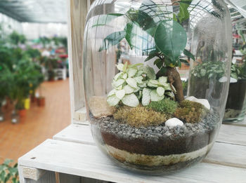 Close-up of potted plant on glass window