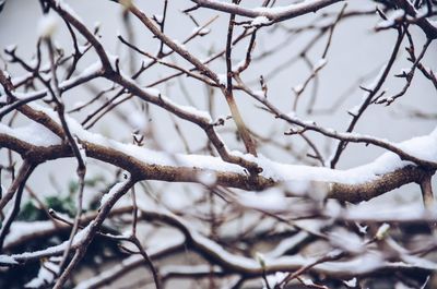 Close-up of frozen bare tree during winter