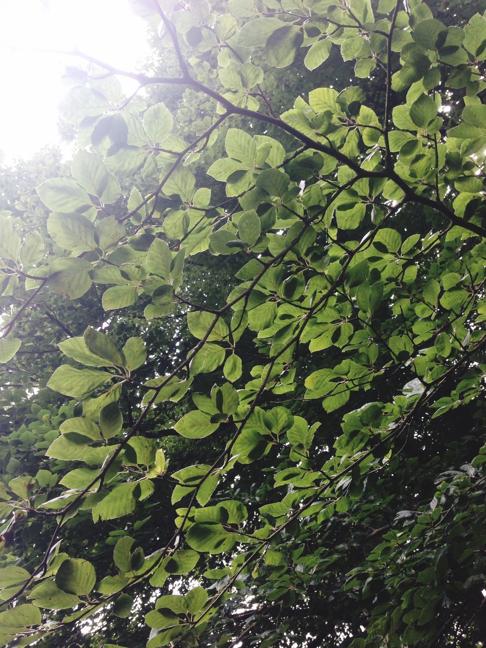 tree, growth, leaf, branch, green color, low angle view, nature, tranquility, beauty in nature, lush foliage, day, green, sunlight, outdoors, plant, no people, forest, scenics, freshness, close-up