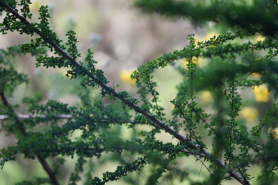 Low angle view of plants against trees