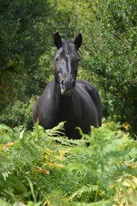 Portrait of horse on field