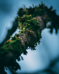 Low angle view of tree against sky