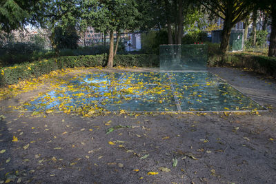 View of yellow flower in park