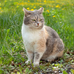 cat