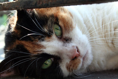 Close-up portrait of cat