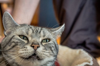 Close-up portrait of tabby cat