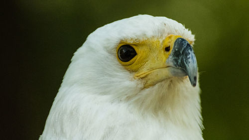 Close-up of a bird