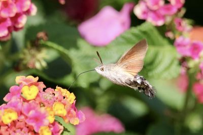 Close-up of butterfly pollinating on flower