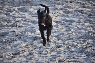 Dog on field