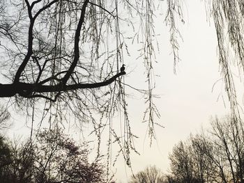 Low angle view of bare trees against sky