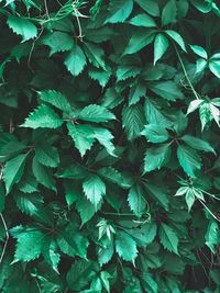 Full frame shot of fresh green plant