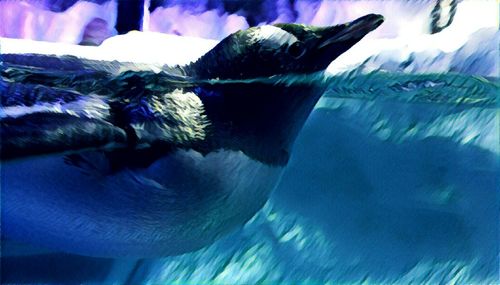 Close-up of fish swimming in aquarium