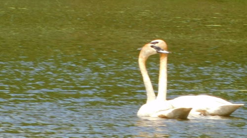 Swan floating on lake
